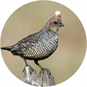 Scaled quail