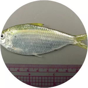 Scaled sardine