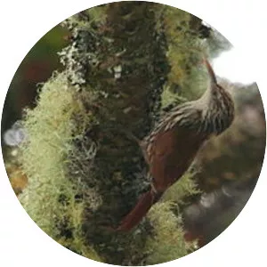 Scaled woodcreeper