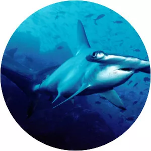 Scalloped hammerhead