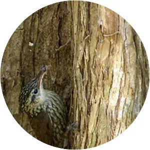 Scalloped woodcreeper