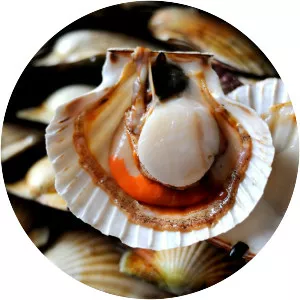Scallops