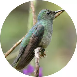 Scaly-breasted hummingbird