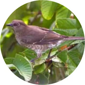 Scaly-breasted thrasher - Bird