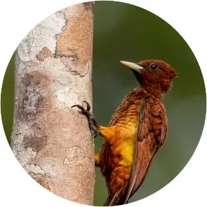 Scaly-breasted woodpecker