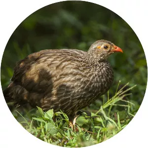 Scaly francolin - Bird