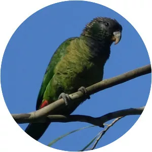 Scaly-headed parrot
