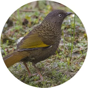 Scaly laughingthrush