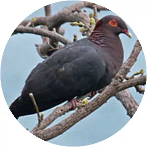 Scaly-naped pigeon - Bird