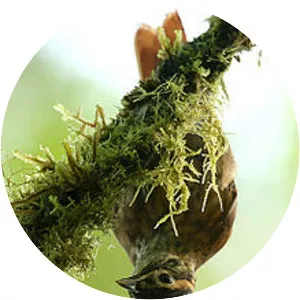 Scaly-throated foliage-gleaner