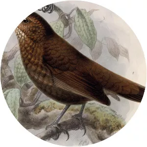 Scaly-throated leaftosser - Bird