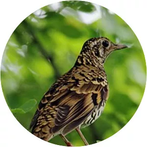 Scaly thrush