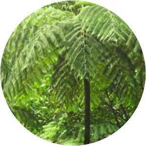 Scaly tree ferns - Plants