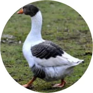 Scania goose - Greylag goose breed