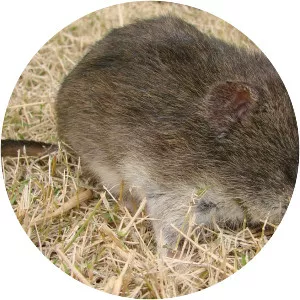 Scapteromys