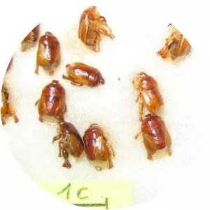 Scaptocoris photograph