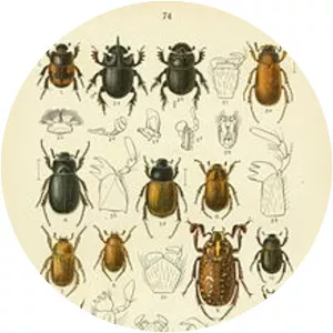 Scarabs