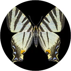 Scarce swallowtail - Insect