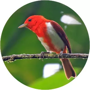 Scarlet-and-white tanager - Bird
