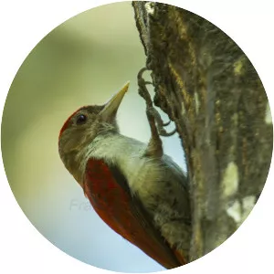 Scarlet-backed woodpecker