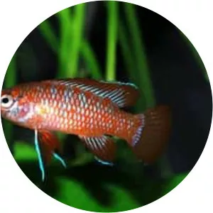 Scarlet badis