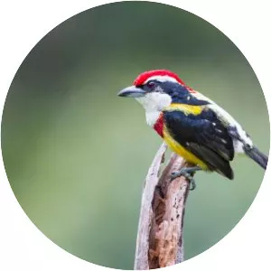Scarlet-banded barbet