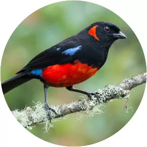Scarlet-bellied mountain tanager - Bird