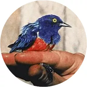 Scarlet-breasted dacnis