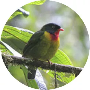 Scarlet-breasted fruiteater - Bird