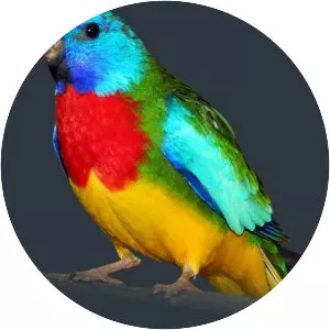 Scarlet-chested parrot