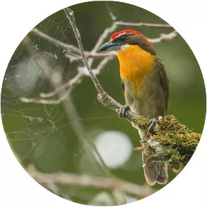 Scarlet-crowned barbet
