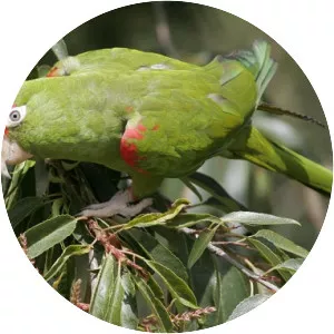 Scarlet-fronted parakeet