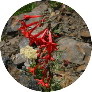 Scarlet gilia - Plants