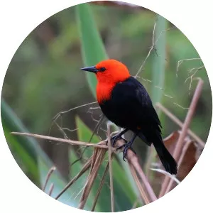 Scarlet-headed blackbird