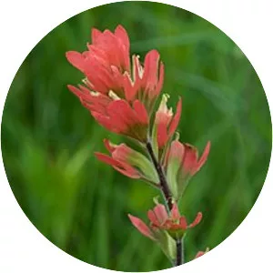 Scarlet indian paintbrush
