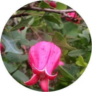 Scarlet leather flower