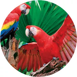 Scarlet macaw - Bird