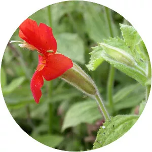 Scarlet monkeyflower - Plants