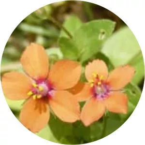 Scarlet pimpernel