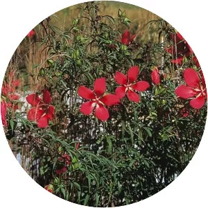 Scarlet rosemallow