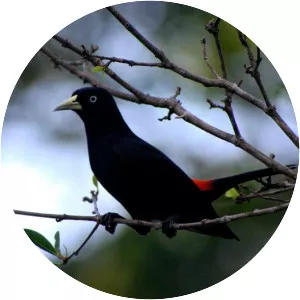 Scarlet-rumped cacique - Bird