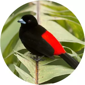 Scarlet-rumped tanager - Bird