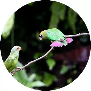 Scarlet-shouldered parrotlet