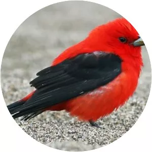 Scarlet tanager