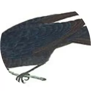 Scarlet-throated tanager