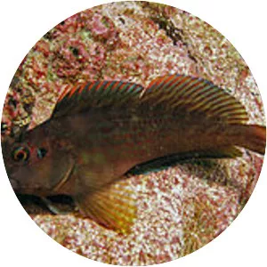 Scartichthys gigas - 