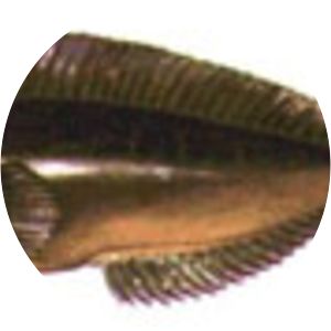 Scartichthys viridis - 