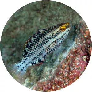 Scarus prasiognathos