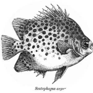 Scatophagidae