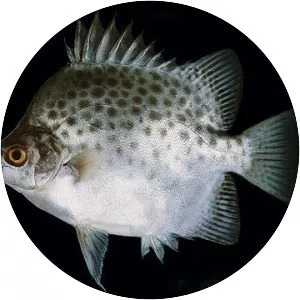 Scatophagus argus